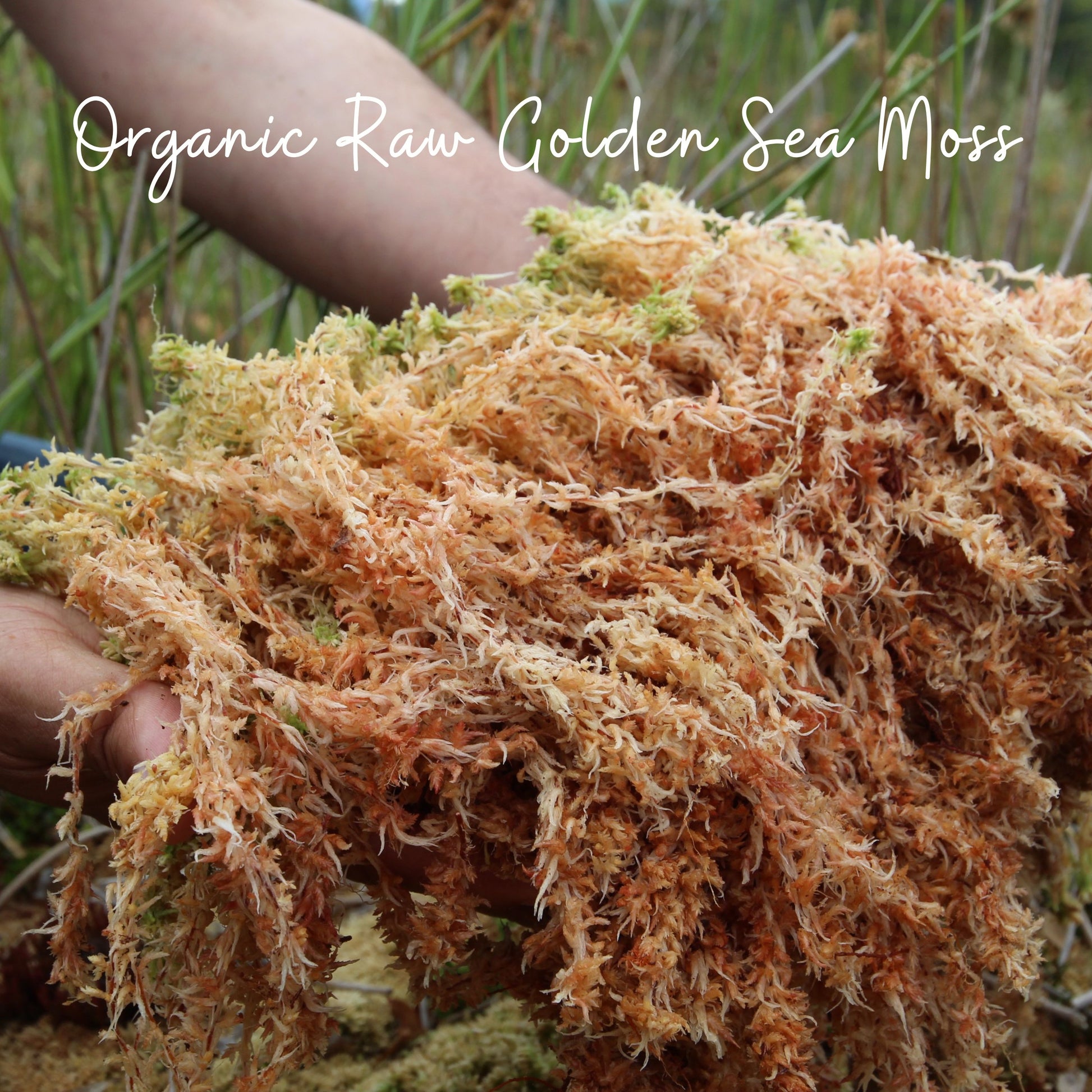 Person holding organic raw golden sea moss 
